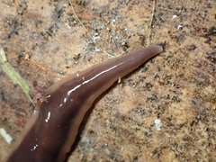 Arthurdendyus australis