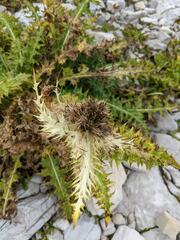 Cirsium spinosissimum