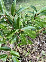 Sapium glandulosum