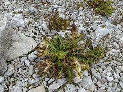 Cirsium spinosissimum