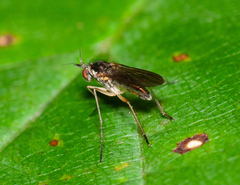 Sciapus platypterus