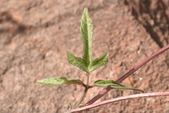 Phaseolus filiformis