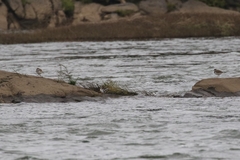 Actitis macularius