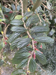 Columnea