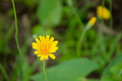 Krigia dandelion
