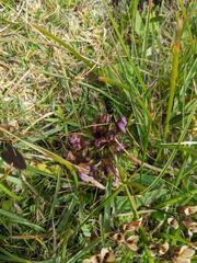 Gentianella campestris