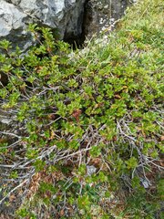 Rhododendron hirsutum