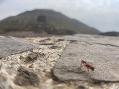 Pogonomyrmex barbatus