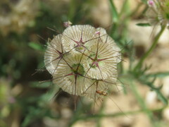 Lomelosia stellata