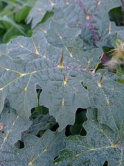 Solanum campechiense