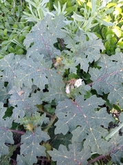 Solanum campechiense