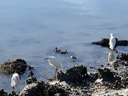 Snowy Egret photographed in South Carolina