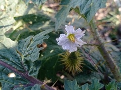 Solanum campechiense