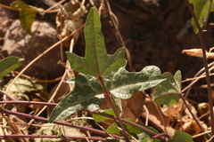 Phaseolus filiformis