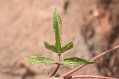 Phaseolus filiformis