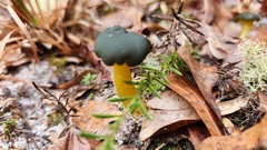 Leotia viscosa