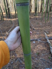 Phyllostachys aurea