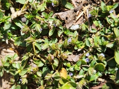 Acanthaceae