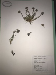 Erigeron uniflorus