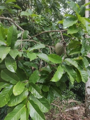 Annona muricata