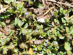 Acanthaceae