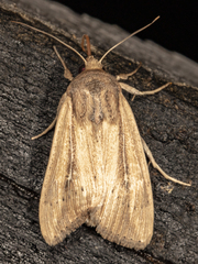 Leucania phragmitidicola
