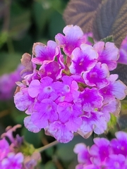 Lantana montevidensis