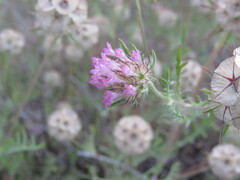 Lomelosia stellata