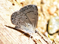 Celastrina lavendularis