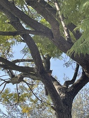 Sciurus niger