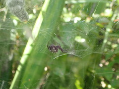Cyrtophora citricola