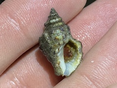 Muricidae