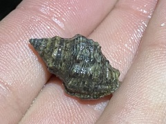 Muricidae
