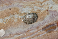 Siphonaria