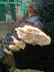Phellinus