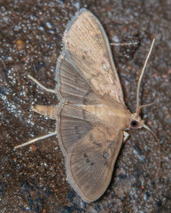 Microthyris prolongalis
