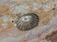 Siphonaria