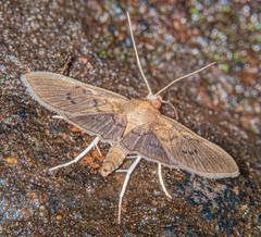 Microthyris prolongalis