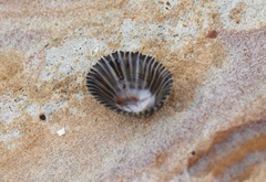 Siphonaria