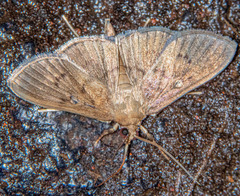 Microthyris prolongalis