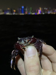Metopograpsus messor