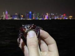 Metopograpsus messor