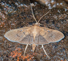 Microthyris prolongalis