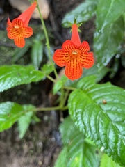 Achimenes pedunculata