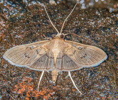 Microthyris prolongalis
