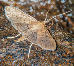 Microthyris prolongalis