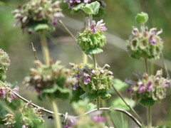 Pseudodictamnus hirsutus