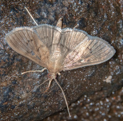 Microthyris prolongalis