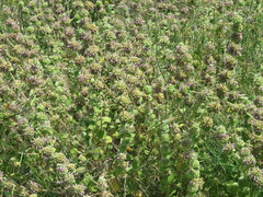 Pseudodictamnus hirsutus