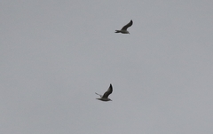 Larus delawarensis